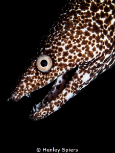 Spotted Eel Profile by Henley Spiers 